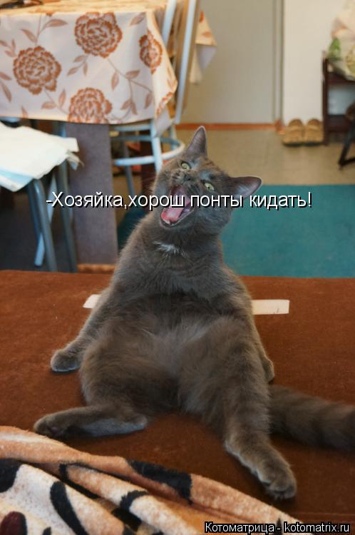 -Хозяйка,хорош понты кидать!... Котоматрица: -Хозяйка,хорош понты кидать!