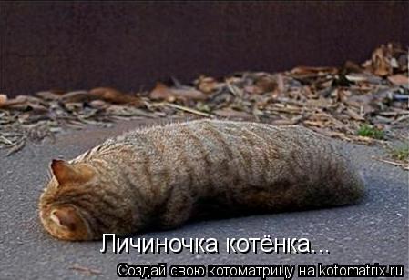 Личиночка котёнка...... Котоматрица: Личиночка котёнка...