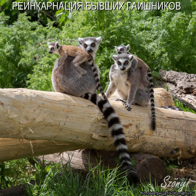 Котоматрица: РЕИНКАРНАЦИЯ БЫВШИХ ГАИШНИКОВ РЕИНКАРНАЦИЯ БЫВШИХ ГАИШНИКОВ