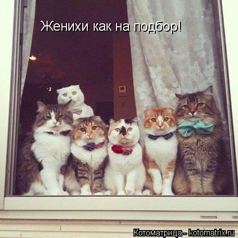 Котоматрица: Женихи как на подбор!