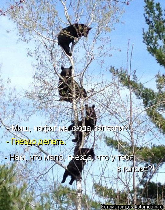 Котоматрица: - Миш, нафиг мы сюда залезли?! - Гнездо делать. - Нам, что мало, гнезда, что у тебя в голове?!
