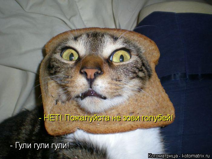 - Гули гули гули! - НЕТ! Пожалуйста не зови голубей!... Котоматрица: - Гули гули гули! - НЕТ! Пожалуйста не зови голубей!