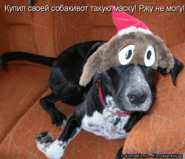 Котоматрица: Купил своей собакивот такую маску! Ржу не могу!