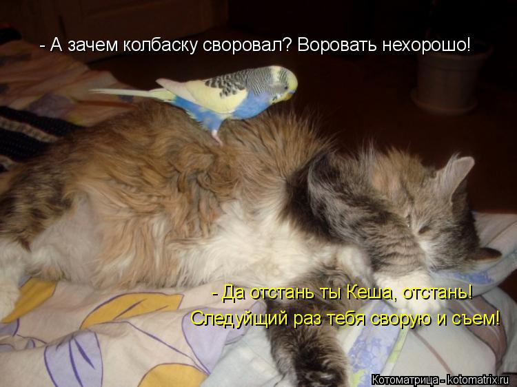 Котоматрица: - А зачем колбаску своровал? Воровать нехорошо! - Да отстань ты Кеша, отстань! Следуйщий раз тебя сворую и съем!