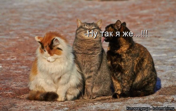 -Ну так я же...!!!... Котоматрица: -Ну так я же...!!!