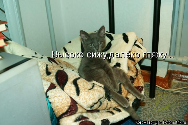 Высоко сижу,далеко гляжу...... Котоматрица: Высоко сижу,далеко гляжу...