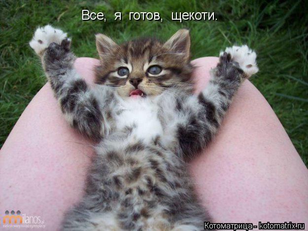 Котоматрица: Все,  я  готов,  щекоти.