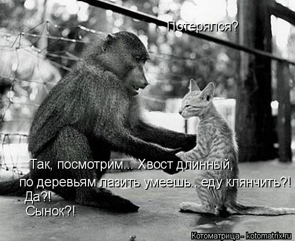 Котоматрица: Потерялся? Так, посмотрим... Хвост длинный,  по деревьям лазить умеешь...еду клянчить?! Да?!  Сынок?!