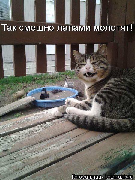 Котоматрица: Так смешно лапами молотят!