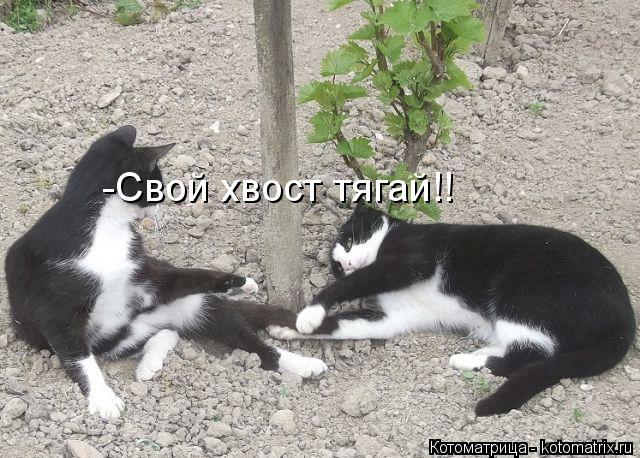 -Свой хвост тягай!!... Котоматрица: -Свой хвост тягай!!