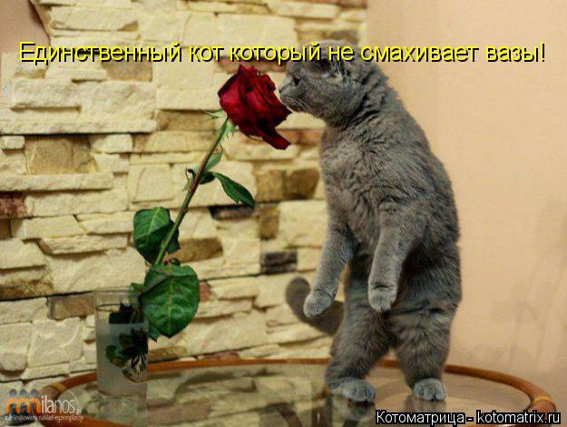Единственный кот который не смахивает вазы!... Котоматрица: Единственный кот который не смахивает вазы!