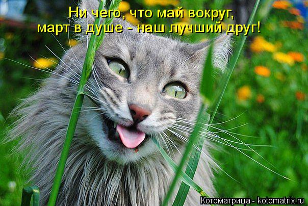 Котоматрица: Ни чего, что май вокруг, март в душе - наш лучший друг!
