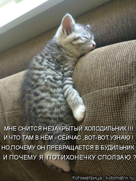 Котоматрица: МНЕ СНИТСЯ НЕЗАКРЫТЫЙ ХОЛОДИЛЬНИК !!! И ЧТО ТАМ В НЁМ - СЕЙЧАС ,ВОТ-ВОТ,УЗНАЮ ! И ПОЧЕМУ Я  ПОТИХОНЕЧКУ СПОЛЗАЮ ? НО,ПОЧЕМУ ОН ПРЕВРАЩАЕТСЯ В БУД