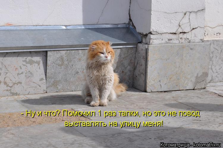 Котоматрица: - Ну и что? Помочил 1 раз тапки, но это не повод  выставлять на улицу меня!