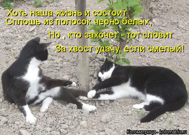 Котоматрица: Хоть наша жизнь и состоит Сплошь из полосок черно белых, Но , кто захочет - тот словит За хвост удачу, если смелый!