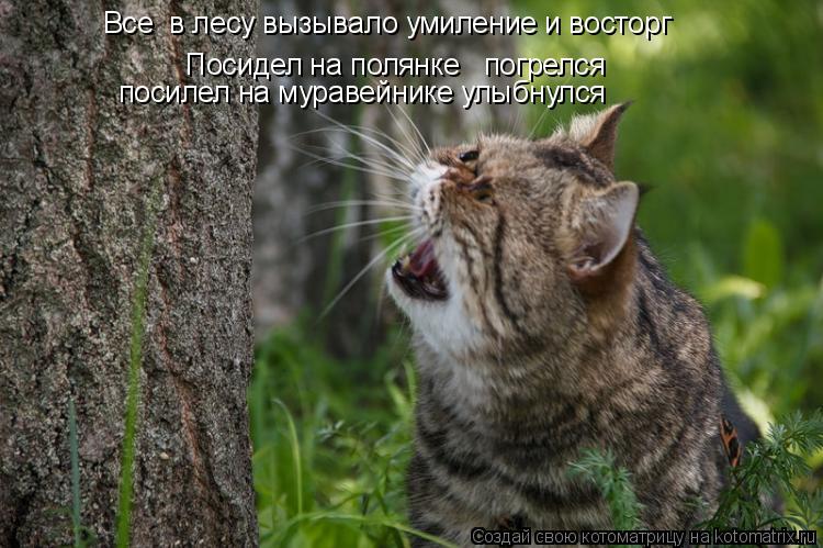 Котоматрица: Все  в лесу вызывало умиление и восторг Посидел на полянке   погрелся посилел на муравейнике улыбнулся