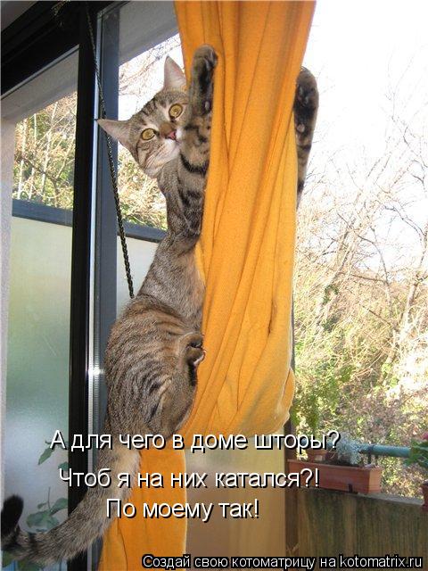 Котоматрица: А для чего в доме шторы? Чтоб я на них катался?! По моему так!