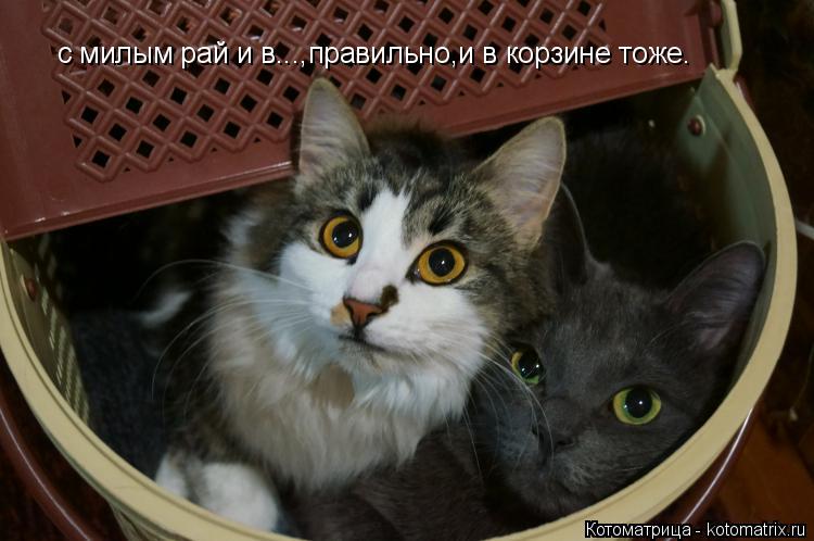 с милым рай и в...,правильно,и в корзине тоже.... Котоматрица: с милым рай и в...,правильно,и в корзине тоже.