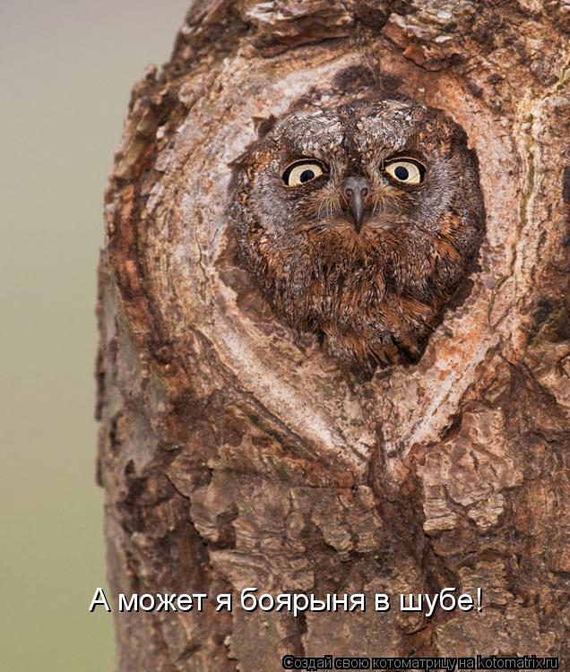 Котоматрица: А может я боярыня в шубе!