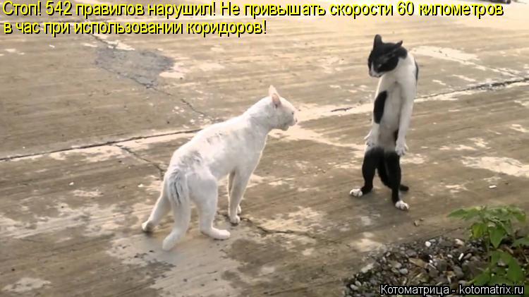 Котоматрица: Стоп! 542 правилов нарушил! Не привышать скорости 60 километров в час при использовании коридоров!