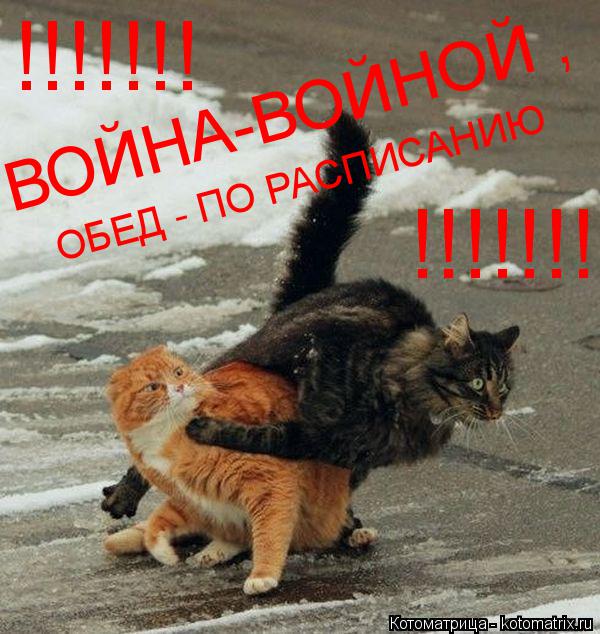 Котоматрица: ВОЙНА-ВОЙНОЙ , ОБЕД - ПО РАСПИСАНИЮ  !!!!!!! !!!!!!!