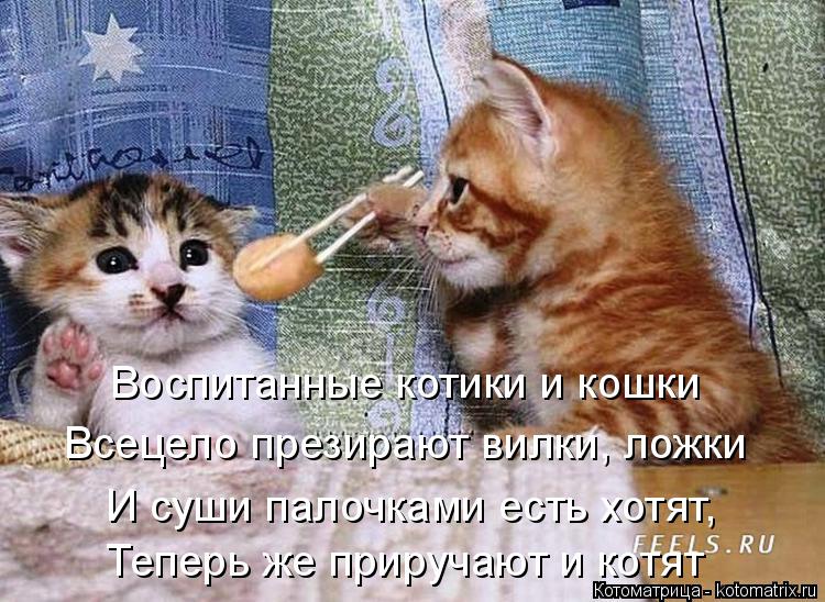 Котоматрица: Воспитанные котики и кошки  Всецело презирают вилки, ложки И суши палочками есть хотят, Теперь же приручают и котят
