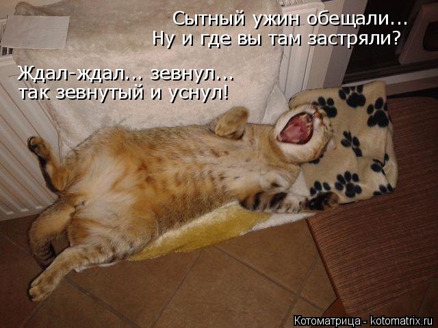 Сытный ужин обещали... Ну и где вы там застряли? Ждал-ждал... зевнул... так зевнутый и уснул!... Котоматрица: Сытный ужин обещали... Ну и где вы там застряли? Ждал-ждал... зевнул... так зевнутый и уснул!