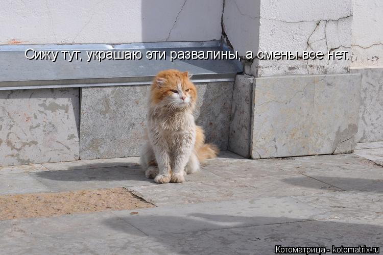 Котоматрица: Сижу тут, украшаю эти развалины, а смены все нет.