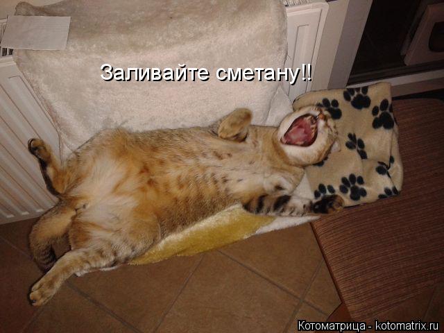 Котоматрица: Заливайте сметану!!