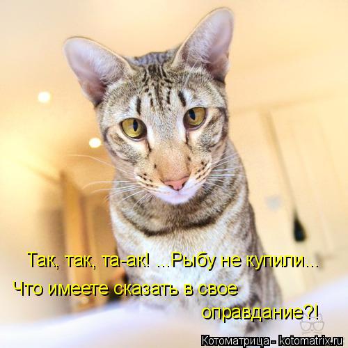 Котоматрица: Так, так, та-ак! ...Рыбу не купили... Что имеете сказать в свое  оправдание?!