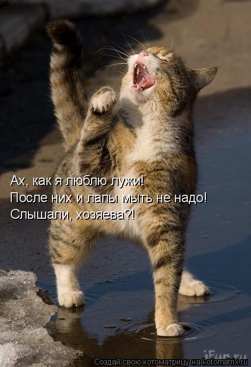 Ах, как я люблю лужи! После них и лапы мыть не надо! Слышали, хозяева?!... Котоматрица: Ах, как я люблю лужи! После них и лапы мыть не надо! Слышали, хозяева?!