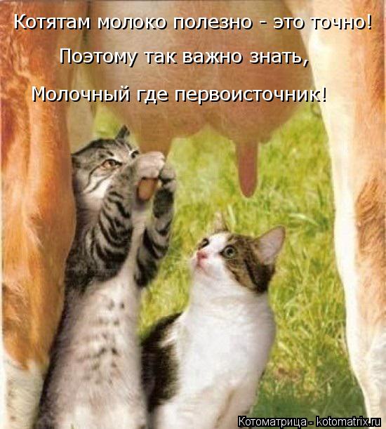 Котятам молоко полезно - это точно! Поэтому так важно знать, Молочный где первоисточник!... Котоматрица: Котятам молоко полезно - это точно! Поэтому так важно знать, Молочный где первоисточник!