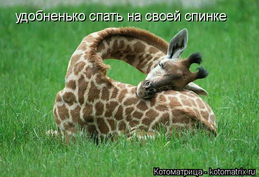 удобненько спать на своей спинке... Котоматрица: удобненько спать на своей спинке