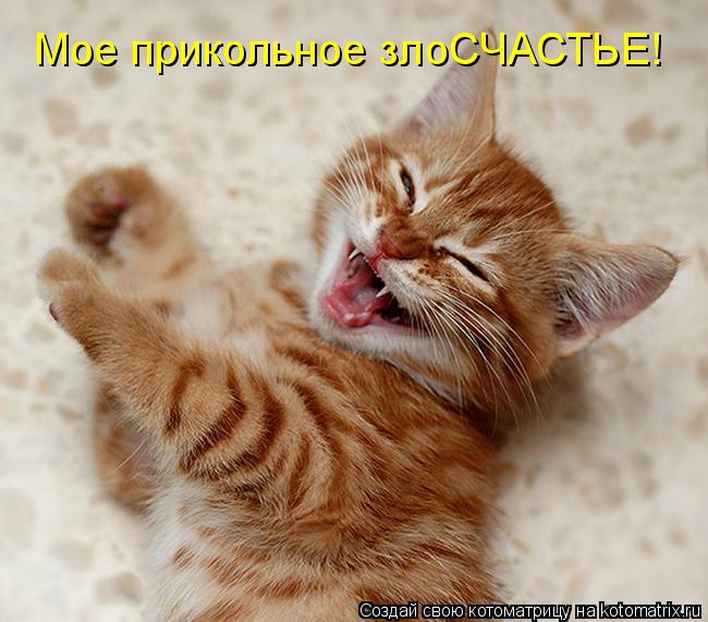Мое прикольное злоСЧАСТЬЕ!... Котоматрица: Мое прикольное злоСЧАСТЬЕ!