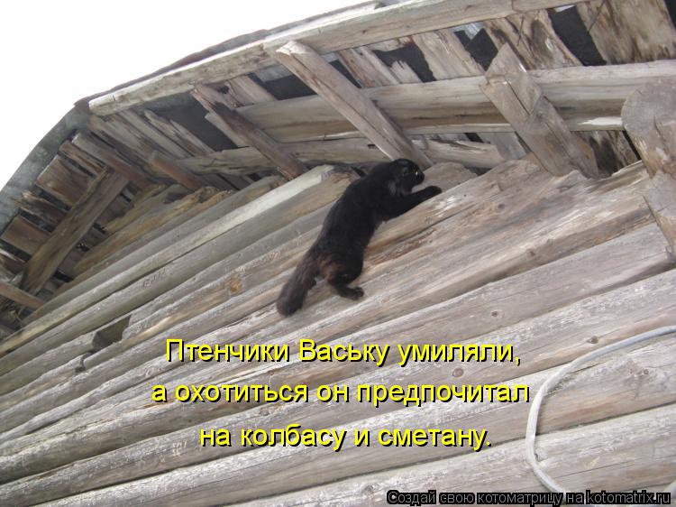 Птенчики Ваську умиляли, а охотиться он предпочитал на колбасу и сметану.... Котоматрица: Птенчики Ваську умиляли, а охотиться он предпочитал на колбасу и сметану.