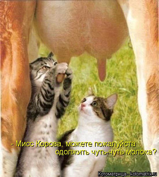 - Мисс Корова, можете пожалуйста одолжить чуть-чуть молока?... Котоматрица: - Мисс Корова, можете пожалуйста одолжить чуть-чуть молока?