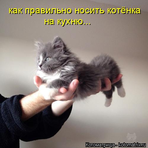 как правильно носить котёнка на кухню...... Котоматрица: как правильно носить котёнка на кухню...