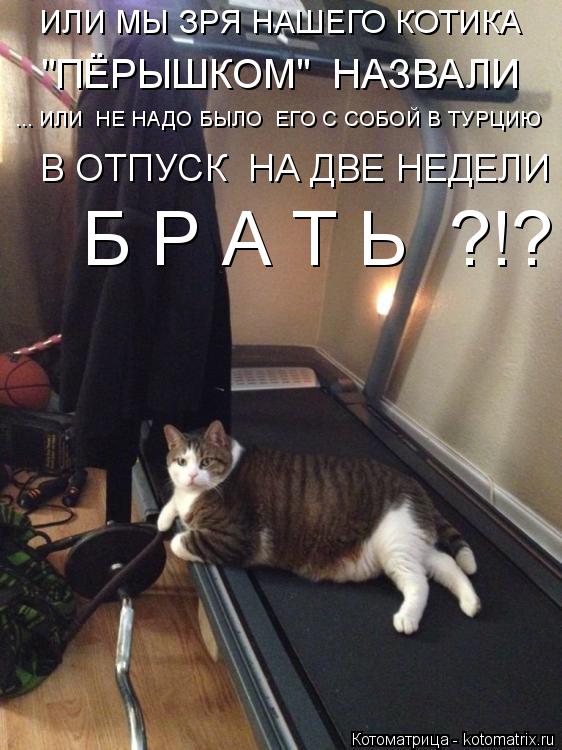 ИЛИ МЫ ЗРЯ НАШЕГО КОТИКА "ПЁРЫШКОМ" НАЗВАЛИ ... ИЛИ НЕ НАДО БЫЛО ЕГО С СОБОЙ В ТУРЦИЮ В ОТПУСК НА... Котоматрица: ИЛИ МЫ ЗРЯ НАШЕГО КОТИКА "ПЁРЫШКОМ" НАЗВАЛИ ... ИЛИ НЕ НАДО БЫЛО ЕГО С СОБОЙ В ТУРЦИЮ В ОТПУСК НА ДВЕ НЕДЕЛИ Б Р А Т Ь ?!?