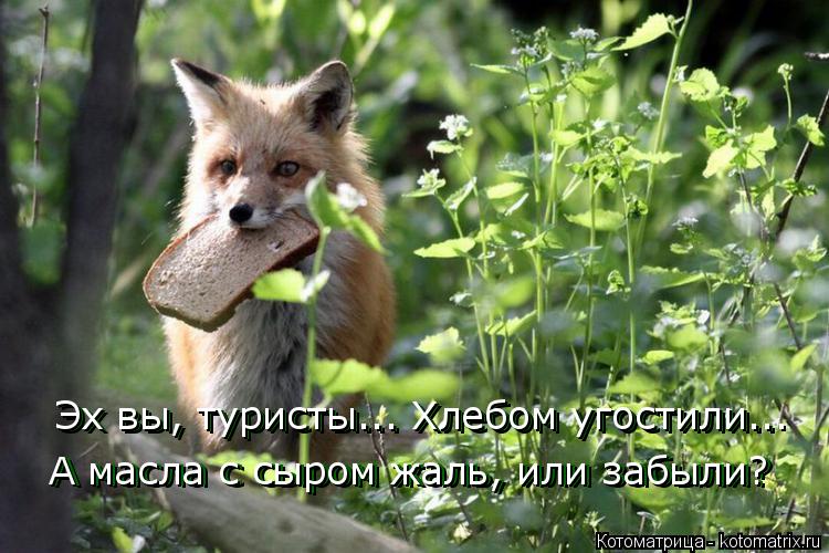 Эх вы, туристы... Хлебом угостили.. Эх вы, туристы... Хлебом угостили... А масла с сыром жаль, или за... Котоматрица: Эх вы, туристы... Хлебом угостили.. Эх вы, туристы... Хлебом угостили... А масла с сыром жаль, или забыли? А масла с сыром жаль, или забыли?