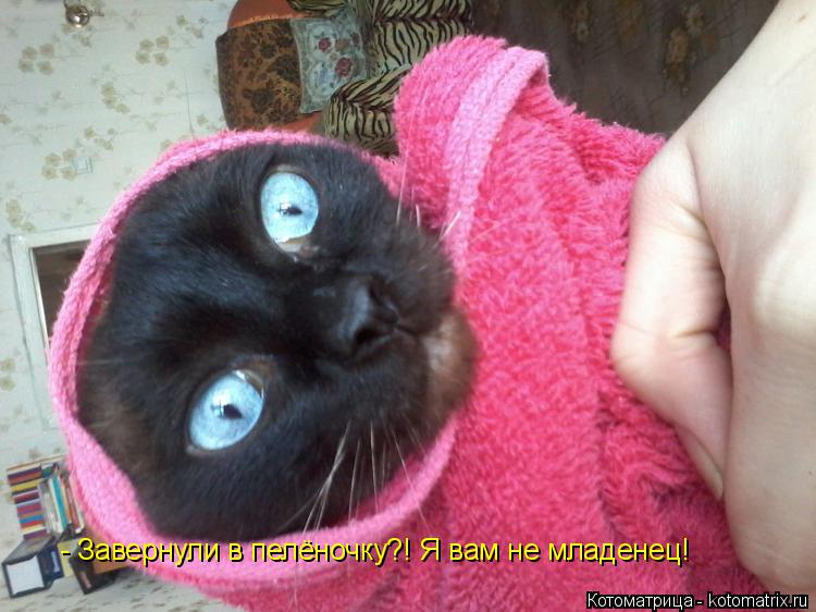 Котоматрица: - Завернули в пелёночку?! Я вам не младенец!
