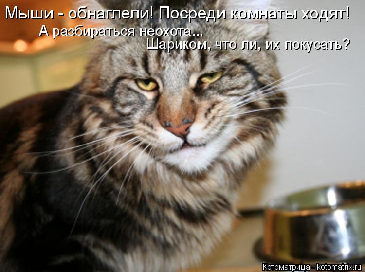 А разбираться неохота... Мыши - обнаглели! Посреди комнаты ходят! Шариком, что ли, их покусать?... Котоматрица: А разбираться неохота... Мыши - обнаглели! Посреди комнаты ходят! Шариком, что ли, их покусать?