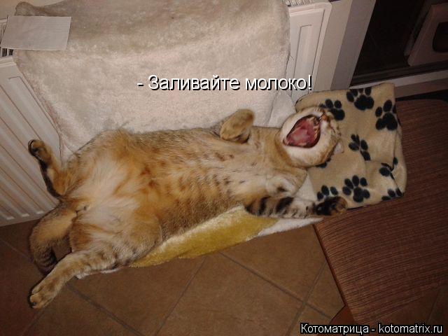 - Заливайте молоко!... Котоматрица: - Заливайте молоко!