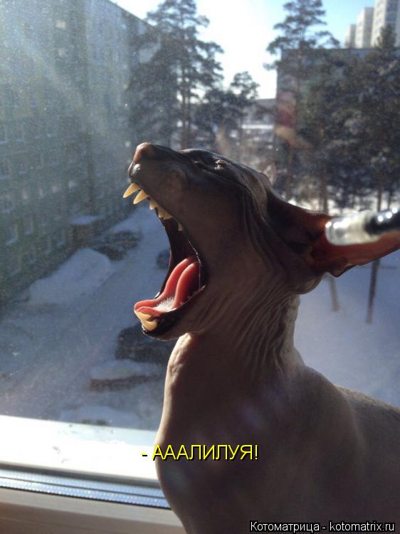 Котоматрица: - АААЛИЛУЯ!