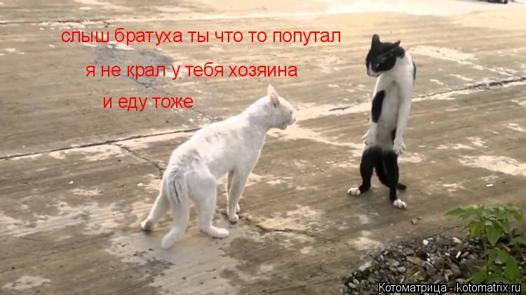 Котоматрица: слыш братуха ты что то попутал я не крал у тебя хозяина и еду тоже