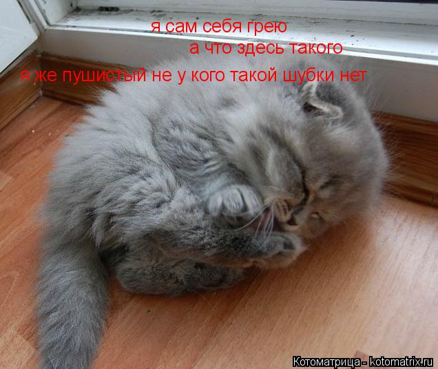 Котоматрица: я сам себя грею  а что здесь такого я же пушистый не у кого такой шубки нет
