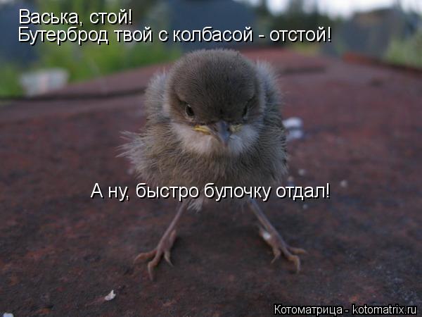 Котоматрица: Васька, стой! Бутерброд твой с колбасой - отстой! А ну, быстро булочку отдал!