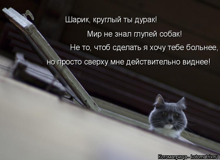 Шарик, круглый ты дурак! Мир не знал глупей собак! Не то, чтоб сделать я хочу тебе больнее, но просто... Котоматрица: Шарик, круглый ты дурак! Мир не знал глупей собак! Не то, чтоб сделать я хочу тебе больнее, но просто сверху мне действительно виднее!