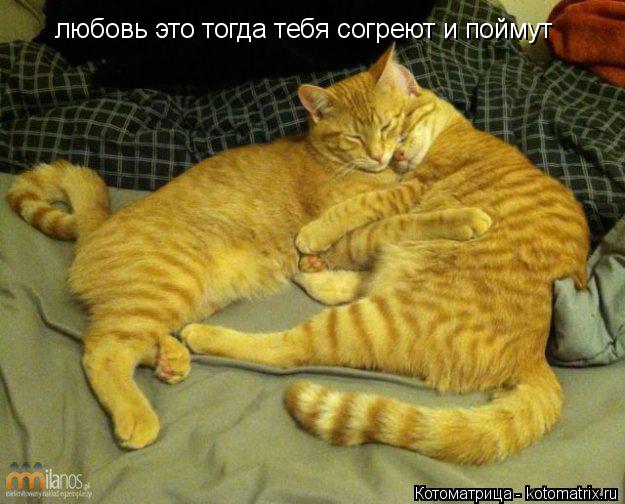 Котоматрица: любовь это тогда тебя согреют и поймут