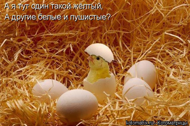 А я тут один такой жёлтый, А другие белые и пушистые?... Котоматрица: А я тут один такой жёлтый, А другие белые и пушистые?