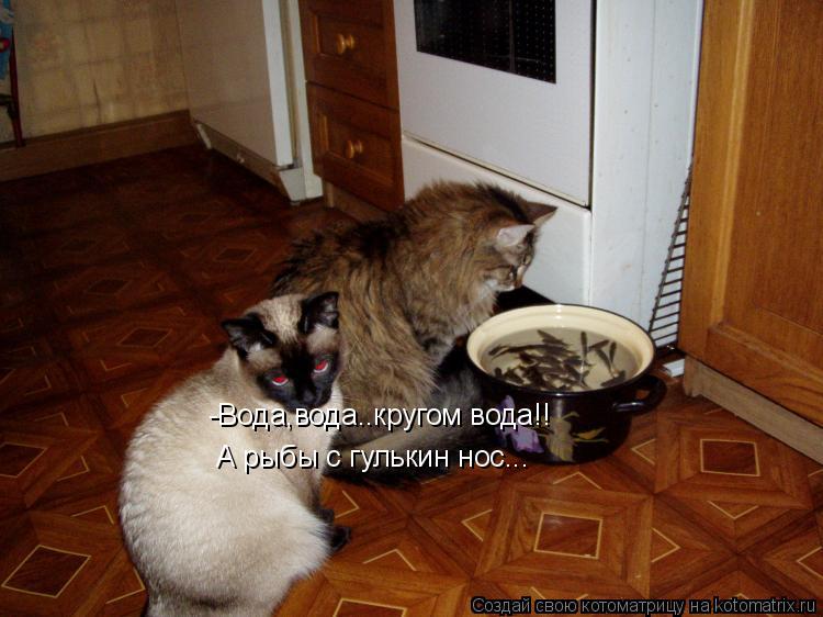 -Вода,вода..кругом вода!! А рыбы с гулькин нос...... Котоматрица: -Вода,вода..кругом вода!! А рыбы с гулькин нос...